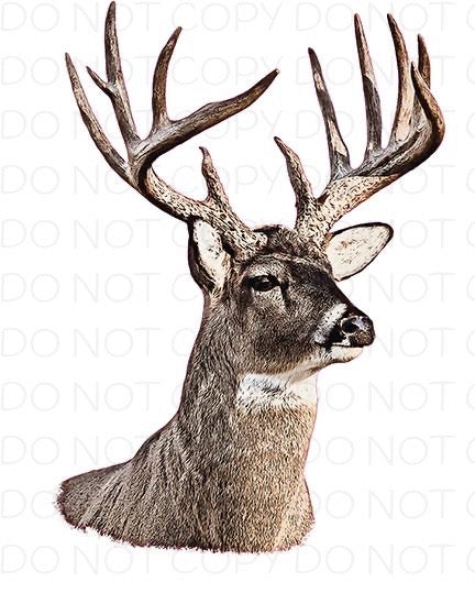 Deer Authentic American Collection - HTV Transfer