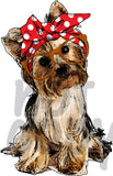 Yorkie with bandana and glasses - Dye Sub Heat Transfer Sheet